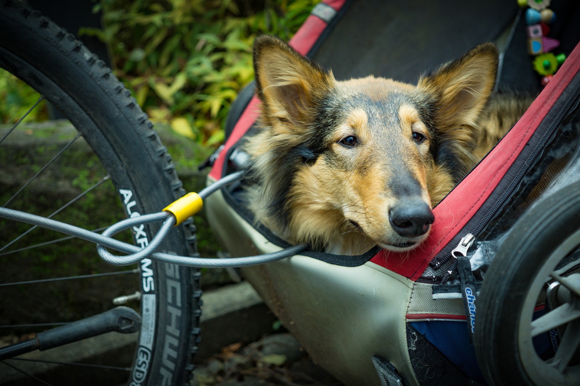 chien dans sa remorque