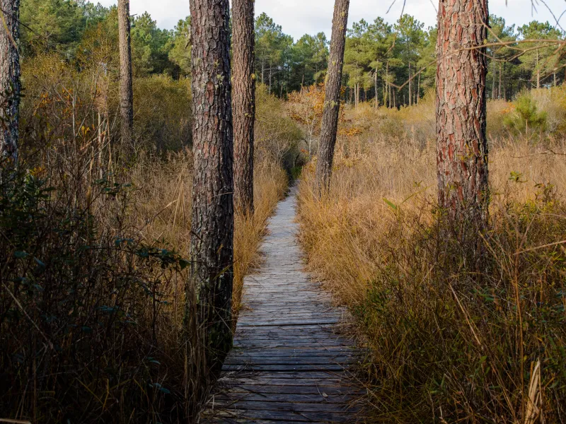 Seignosse - passerelle Etang noir