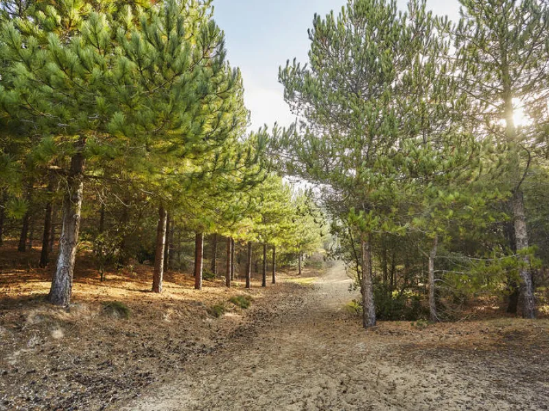 NOTRE DAME DE MONTS_NATURE_FORET_a.lamoureux_vendee_expansion