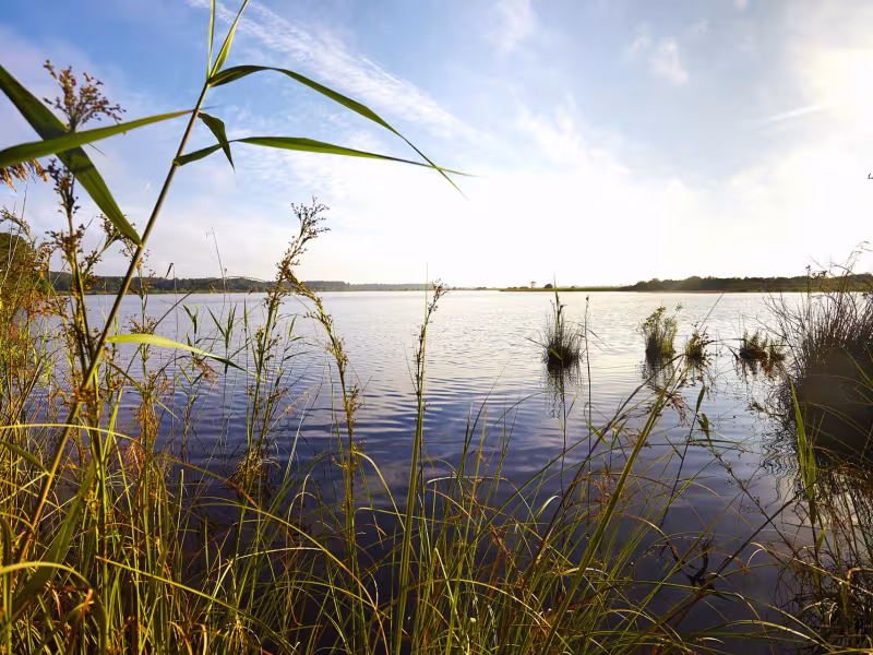 Réserver naturelle de l'Etang de Cousseau