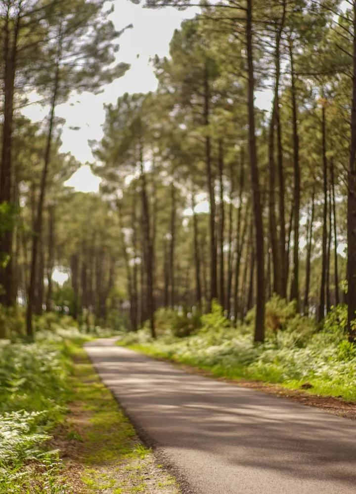 Forêt des Landes vélodyssée