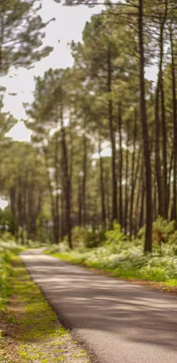 Forêt des Landes