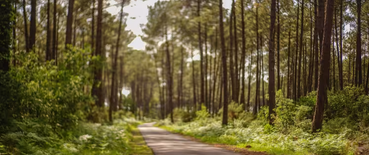 Forêt des Landes