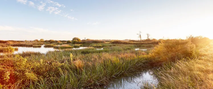 Saint Denis du Payré - Marais Poitevin
