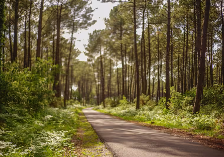 Forêt des Landes vélodyssée