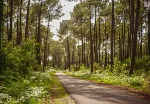 foret de pins l'odorat