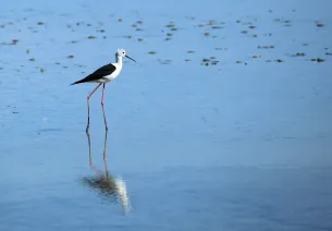 Parc Ornithologique du Teich