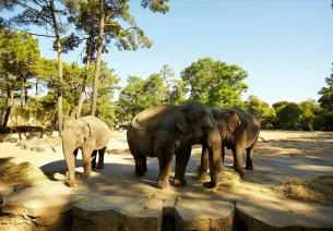 Zoo de la Palmyre