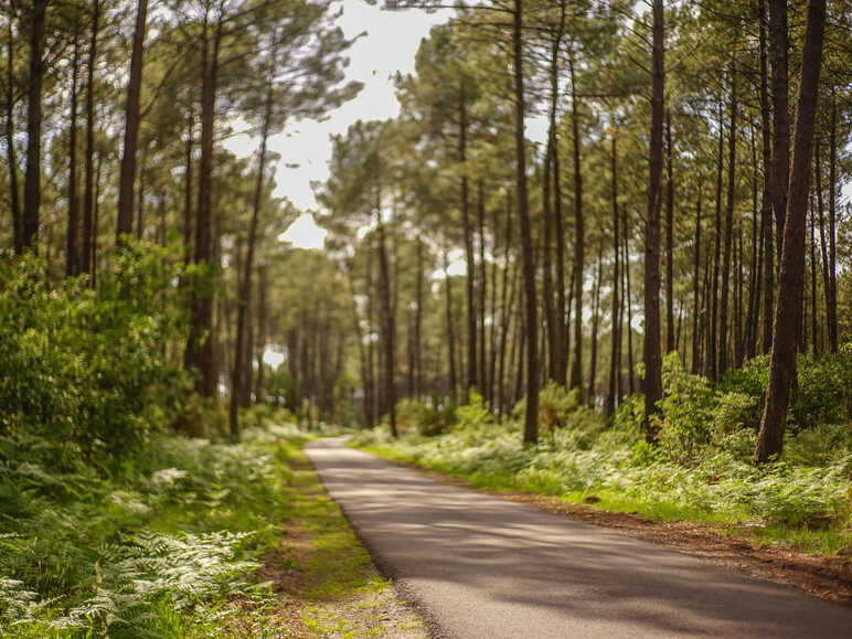 foret de pins l'odorat