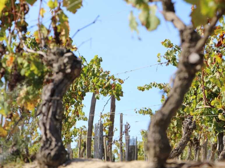 vigneron sur la velodyssee