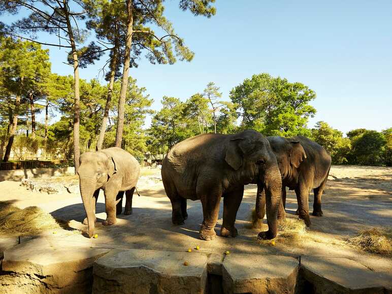 Zoo de la Palmyre